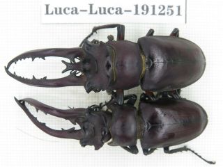 Beetle.  Lucanus Sp.  China,  Guangxi,  Baise,  Mt.  Laoshan.  2m.  191251.