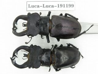 Beetle.  Lucanus Fryi.  China,  Tibet,  Motuo County.  2m.  191199.
