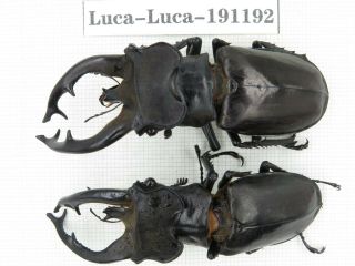 Beetle.  Lucanus Fryi.  China,  Tibet,  Motuo County.  2m.  191192.
