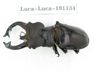Beetle.  Lucanus Fryi.  China,  Tibet,  Motuo County.  1m.  191134.