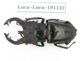 Beetle.  Lucanus Fryi.  China,  Tibet,  Motuo County.  1m.  191132.