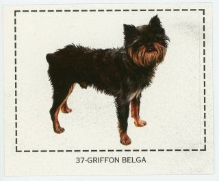 Rare Brussels Griffon Bruxellois Dog Sticker Card Spain 1998