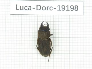 Beetle.  Dorcus Sp.  Myanmar,  Kechin Area,  Nanse.  1m.  19198.