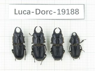 Beetle.  Dorcus Sp.  Myanmar,  Kechin Area,  Nanse.  4m.  19188.