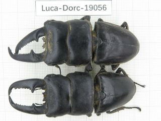 Beetle.  Dorcus Titanus Ssp.  China,  Guangxi,  Mt.  Damingshan.  2m.  19056.