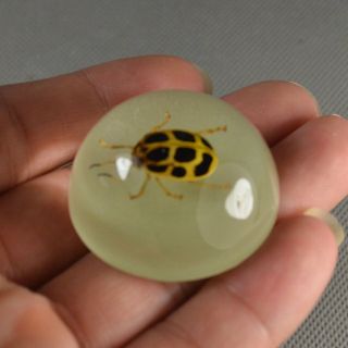 Luminous Real Ladybug Beetle Specimen Polymer Resin Magnet Fridge Sticker Decor