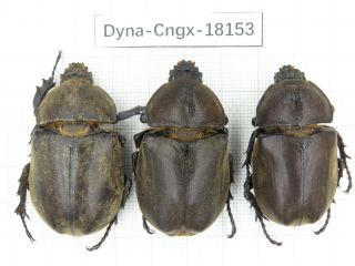 Beetle.  Dynastidae Sp.  China,  Guangxi,  Mt.  Yuanbaoshan.  3f.  18153.