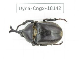 Beetle.  Trypoxylus Sp.  China,  Guangxi,  Mt.  Yuanbaoshan.  1m.  18142.