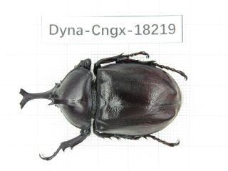 Beetle.  Trypoxylus Sp.  China,  Guangxi,  Mt.  Damingshan.  1m.  18219.