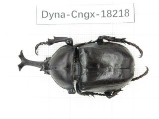 Beetle.  Trypoxylus Sp.  China,  Guangxi,  Mt.  Damingshan.  1m.  18218.