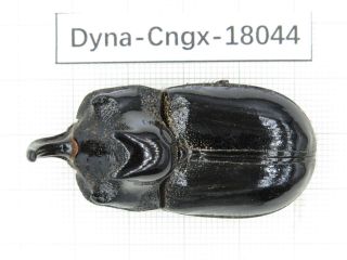Beetle.  Dynastidae Sp.  China,  Guangxi,  Baise,  Mt.  Laoshan.  1m.  18044.