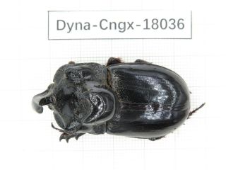 Beetle.  Dynastidae Sp.  China,  Guangxi,  Baise,  Mt.  Laoshan.  1m.  18036.