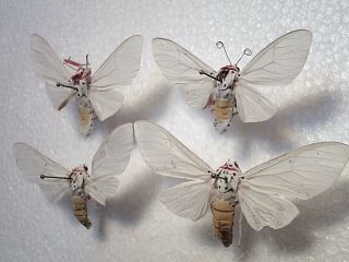 Real Dried Insect/butterfly/moth Set/spread B5340 Rare Australian White - Moth X 4