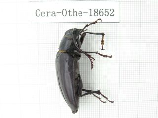 Beetle.  Cerambycidae Sp.  Myanmar,  Kechin Area,  Nanse.  1pcs.  18652.