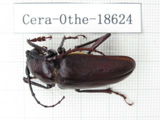 Beetle.  Cerambycidae Sp.  Myanmar,  Kechin Area,  Nanse.  1pcs.  18624.