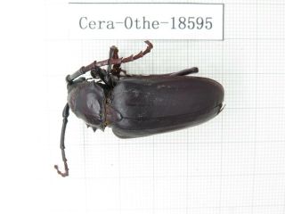 Beetle.  Cerambycidae Sp.  Myanmar,  Kechin Area,  Nanse.  1pcs.  18595.