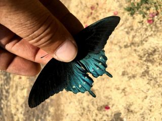 Papilio Battus Philenor In A1 Male