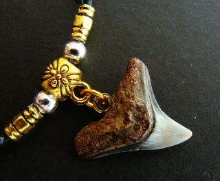 Shark Tooth Pendant Necklace Jewelry - Authentic Shark Tooth - Megalodon Era