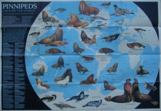 Seal Walrus Sea Lion Poster Map Antarctica South Pole Pinnipeds Phocids Monk Fur