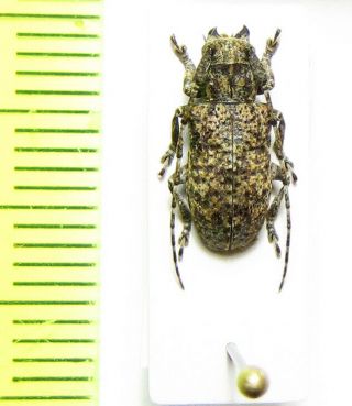 Cerambycidae,  Desisa Variabilis,  Taiwan