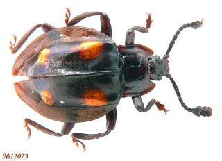 Coleoptera Endomychidae Gen.  Sp.  Indonesia N.  Sulawesi 15mm