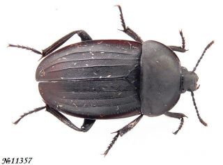 Coleoptera Silphidae Gen.  Sp.  Tajikistan 17mm