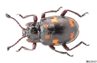 Coleoptera Endomychidae Gen.  Sp.  Vietnam 7mm