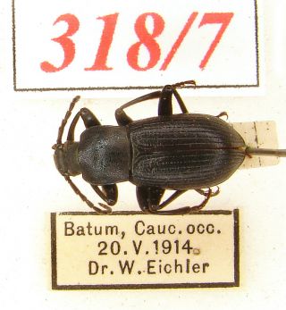 318 - 7 Tenebrionidae Old Coll.  - Sp.  ? Caucasus - 105 Years