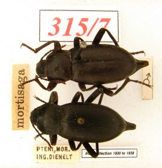 315 - 7 Tenebrionidae Old Coll.  - Blaps Mortisaga (linnaeus,  1758)