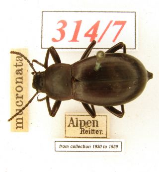 314 - 7 Tenebrionidae Old Coll.  - Blaps Mucronata Latreille,  1804 - Italy Alpen