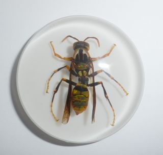Insect Cabochon Yellow Paper Wasp 38.  5 Mm Round Inner 36 Mm On White 1 Pc