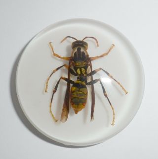 Insect Cabochon Yellow Paper Wasp 38.  5 mm Round inner 36 mm on white 1 PC 2