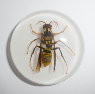 Insect Cabochon Yellow Paper Wasp 38.  5 mm Round inner 36 mm on white 1 PC 3