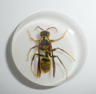 Insect Cabochon Yellow Paper Wasp 38.  5 mm Round inner 36 mm on white 1 PC 4