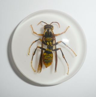 Insect Cabochon Yellow Paper Wasp 38.  5 mm Round inner 36 mm on white 1 PC 5