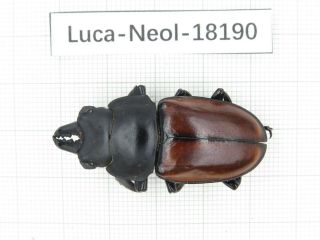 Beetle.  Neolucanus Sp.  China,  Guangxi,  Mt.  Damingshan.  1m.  18190.