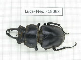 Beetle.  Neolucanus Sp.  China,  Guangdong,  Mt.  Nanling.  1m.  18063.