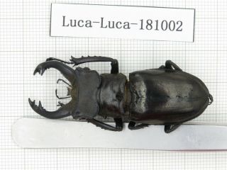 Beetle.  Lucanus Langi.  China,  Tibet,  Motuo County.  1m.  181002.