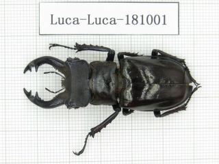 Beetle.  Lucanus Langi.  China,  Tibet,  Motuo County.  1m.  181001.