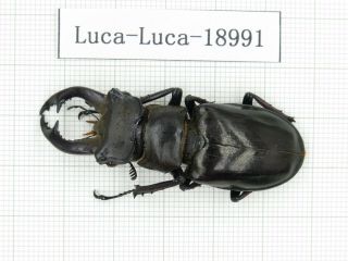 Beetle.  Lucanus Langi.  China,  Tibet,  Motuo County.  1m.  18991.
