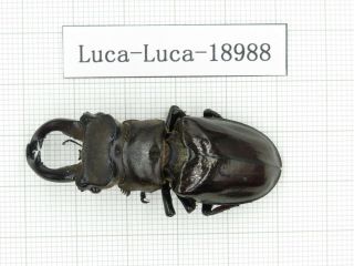 Beetle.  Lucanus Langi.  China,  Tibet,  Motuo County.  1m.  18988.