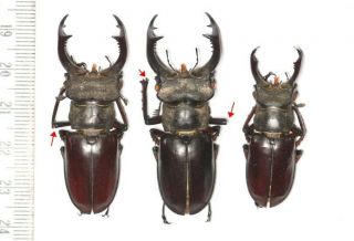 Beetle Lucanidae Lucanus Prossei Yunnan