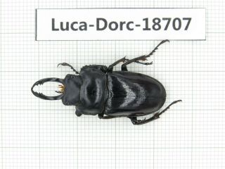 Beetle.  Dorcus Sp.  China,  Yunnan,  Baoshan.  1m.  18707.