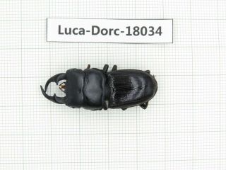 Beetle.  Dorcus Sp.  Myanmar,  Kechin Area,  Nanse.  1m.  18034.