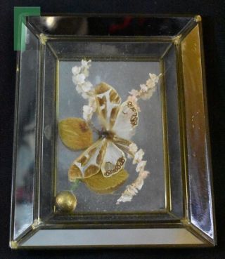 Antique Vintage Glass Mirror Framed Butterfly Or Moth