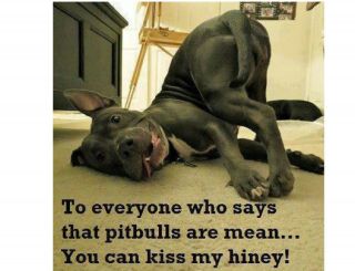 Funny Pitbull Terrier Dog Kiss My Hiney Refrigerator / Tool Box Magnet