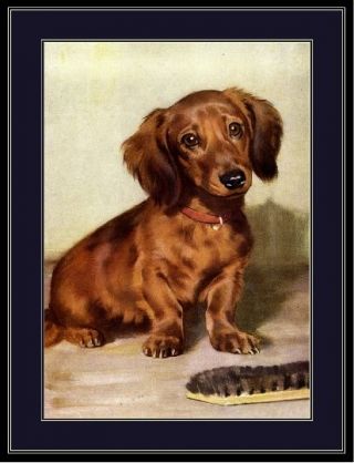 English Print Dachshund Doxie Long Haired Puppy Dog Vintage Art Poster Picture