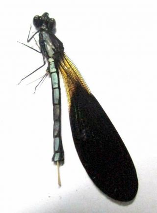 F018 Odonata Species? 33.  5mm