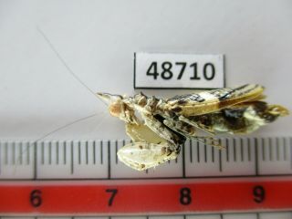 48710 Mantidae Sp?.  Vietnam South