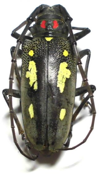 Batocera Numitor Palawanica Female 36mm Bb80 Cerambycidae Beetles Palawan